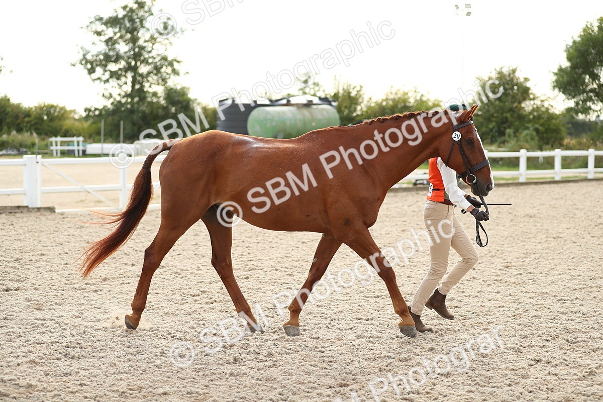 SBM_08552 - Class 28 - IH Veteran Horse