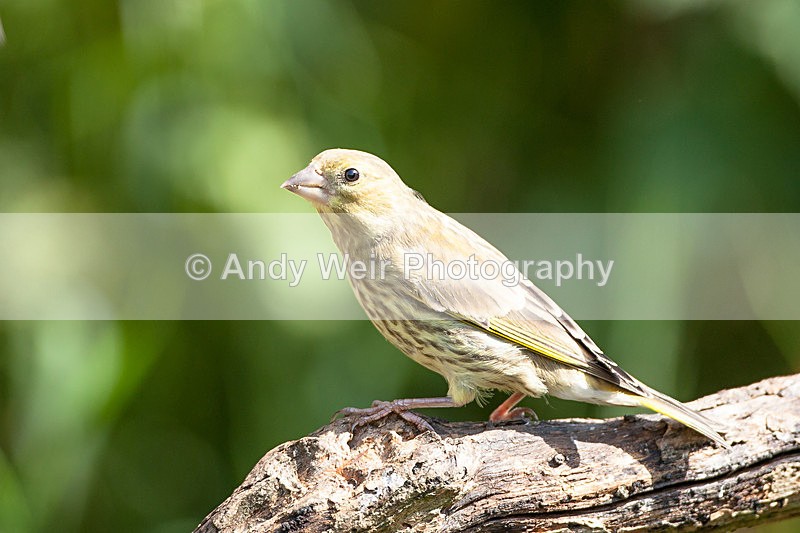 20130714-_MG_4603 - Greenfinch
