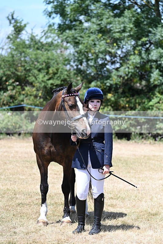 WJ7_2481 - Class 5a Most Handsome Gelding in hand (above 14.2hh)