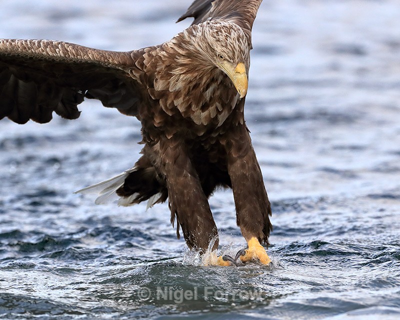 Sea Eagle grabs fish, close view - Flatanger, Norway - White-tailed Sea-Eagle
