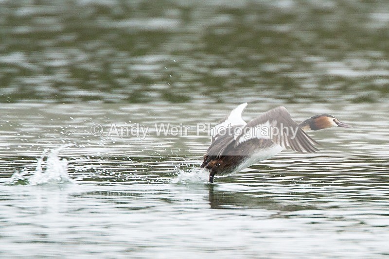 20120317-_MG_9392 - Gt Crested Grebe