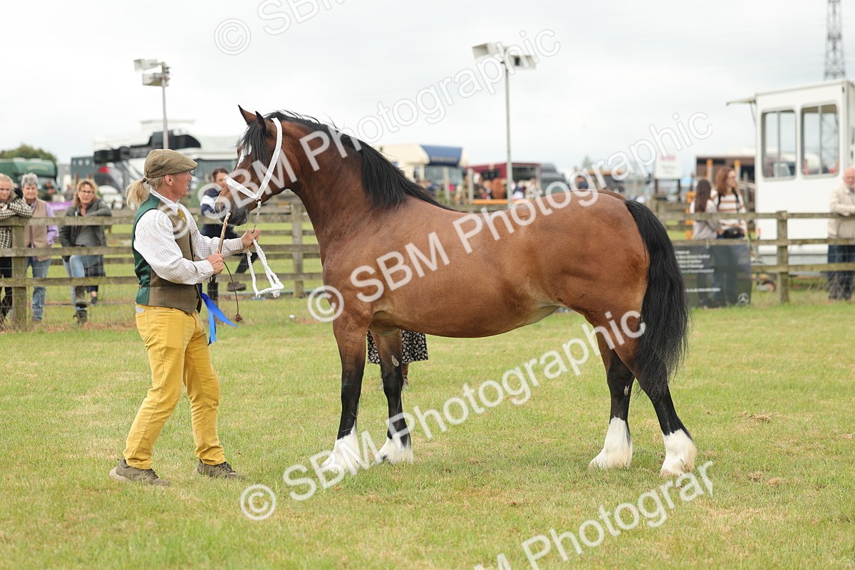 SBM_04977 - Class 50-57 - M&M Welsh Pony In Hand