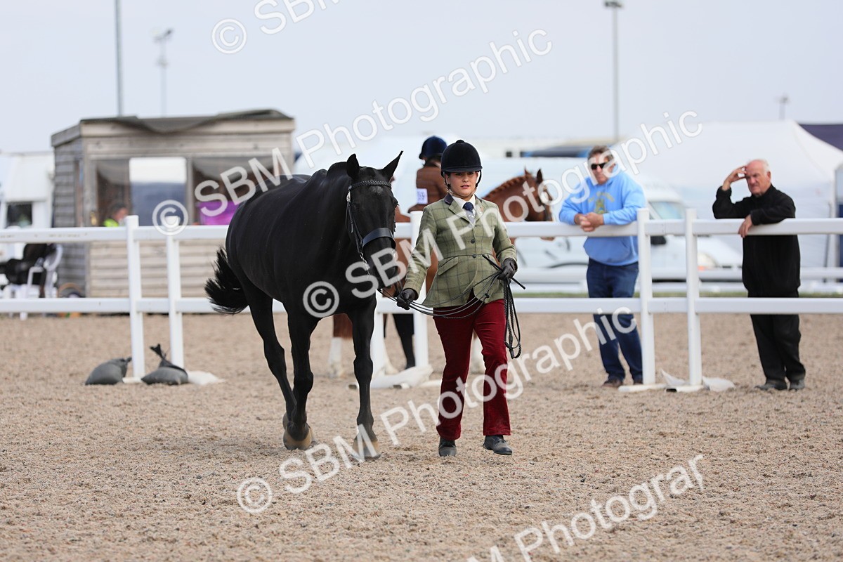 SBM_15820 - Class 312 IH Competition Horse/Pony