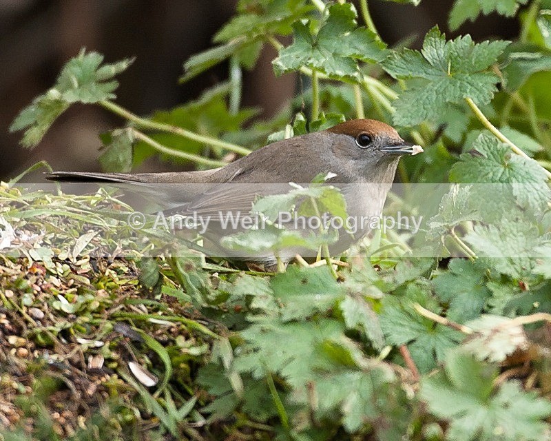 20090103-105 - Warblers