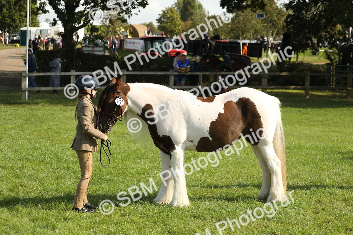 SBM_62339 - S45 - Mini Show Cob In Hand