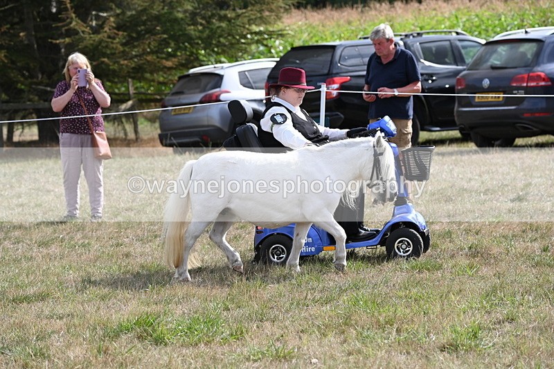 WJ6_6916 - Class 21 Shetland & Mini Horses