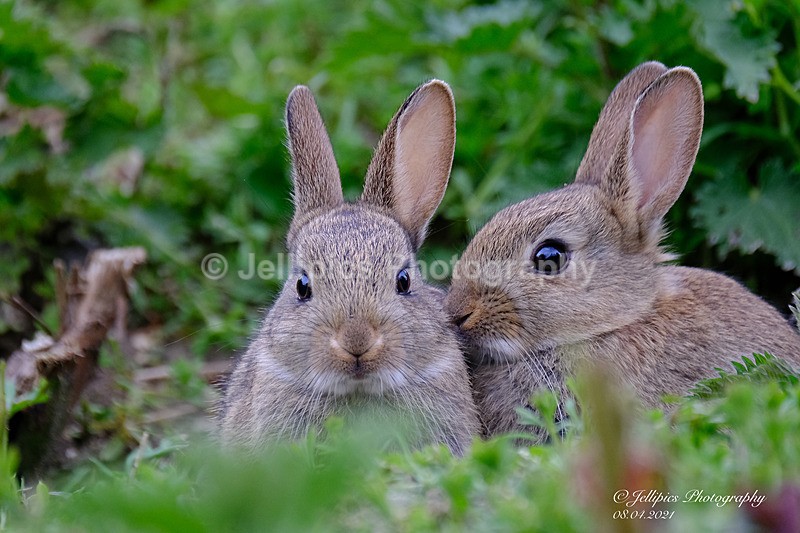  - Wildlife and Nature
