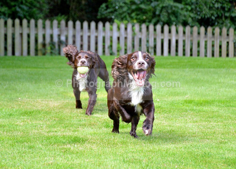  - Cocker Spaniels