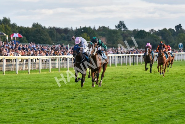 230923-Race 6-September Power-7013 - Race 6 4.55pm New To York Rio Brazilian Handicap