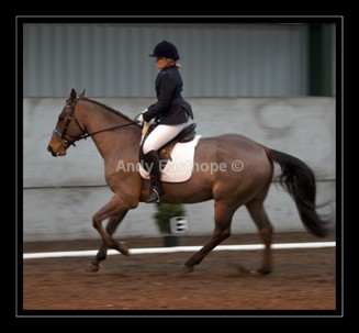 QT-64abw - Equestrian Images