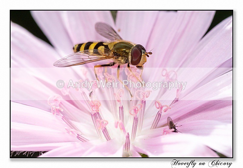 190723-untitled-8E0A5948-Edit - Insects