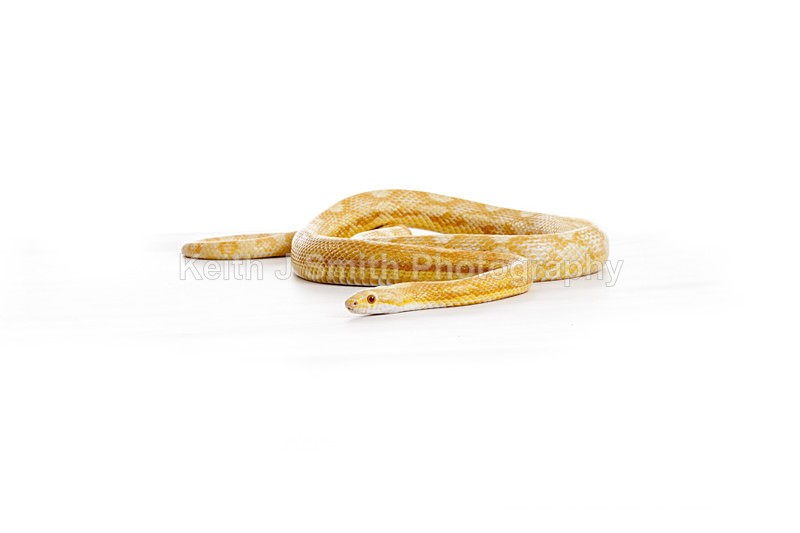 2SKJ8946 - Roaming Reptile Show. II