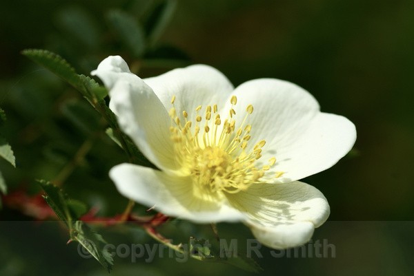Cream Rose, branch - MACRO & CLOSE UPS 2