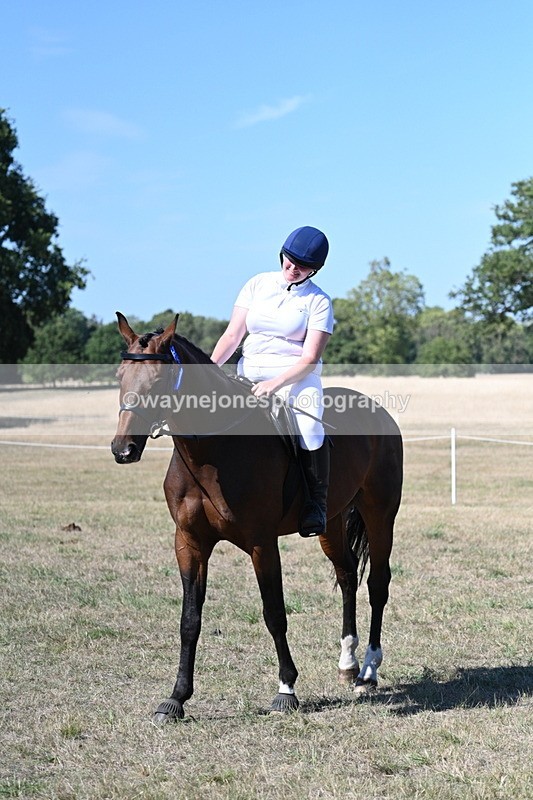 WJ7_1675 - Class 42 Most Handsome Gelding