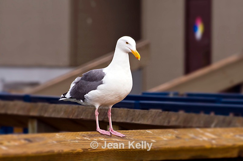 Western Gull - 8465 - Birds