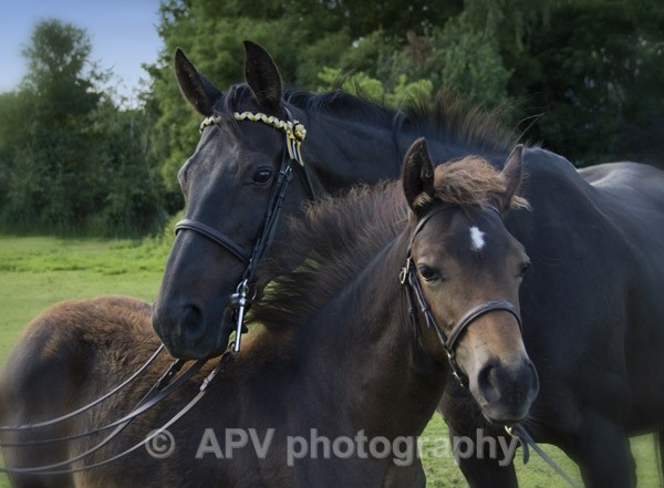  - Horses'n'Ponies