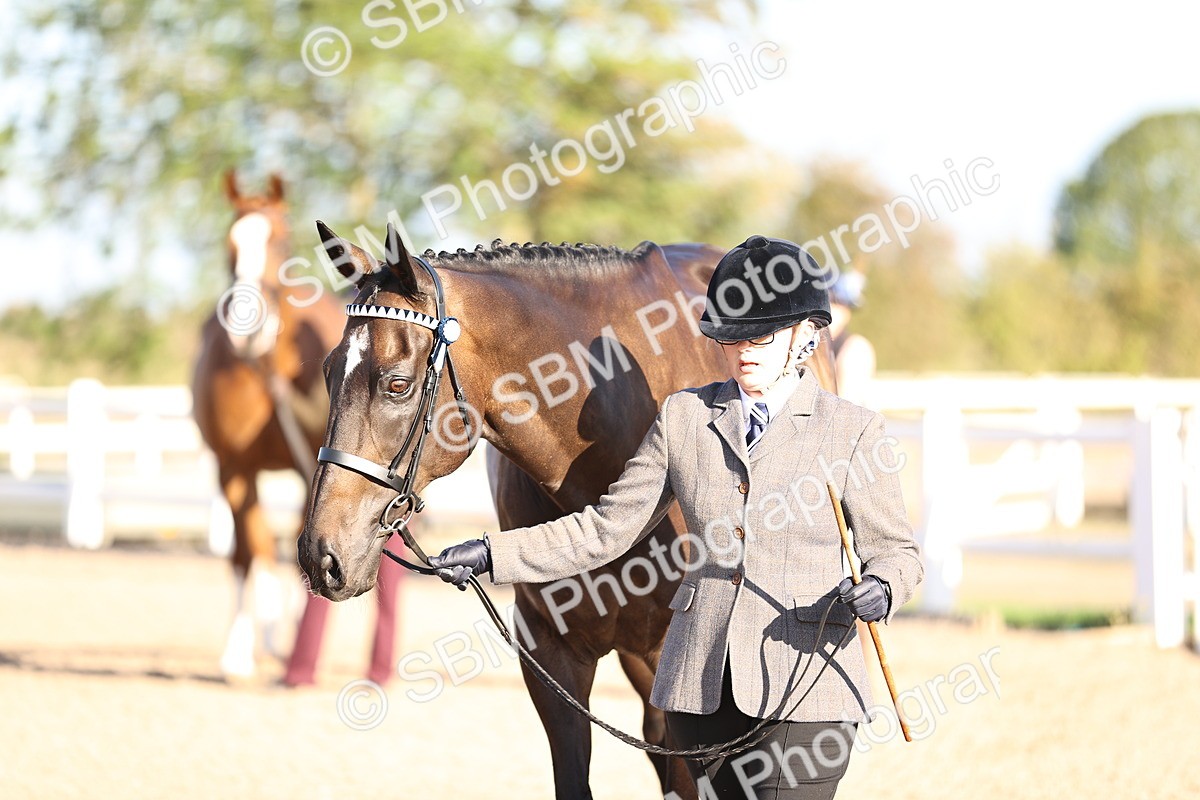SBM_08345 - Class 401 - IH Veteran Horse