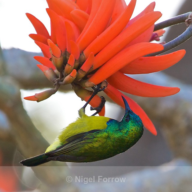 Collared Sunbird (male) hanging upside from an orange flower - Collared Sunbird