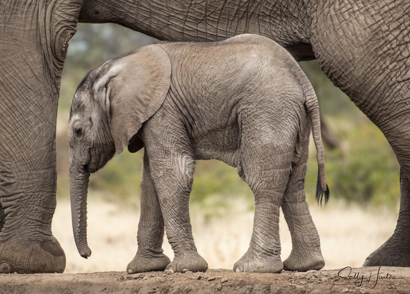 Mashatu Elephant Baby 2