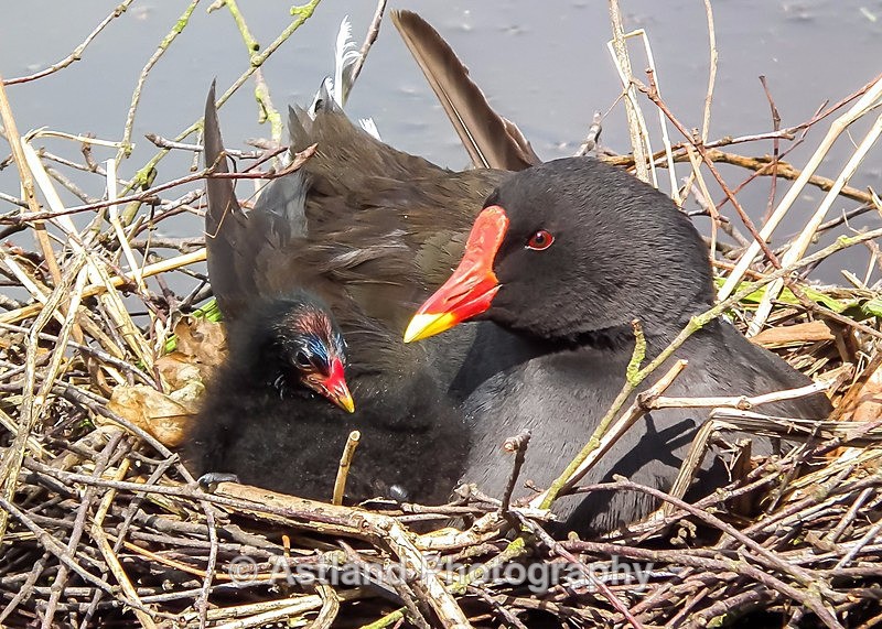 Astland Photography, Bird and Wildlife Images, Susan and Peter Wilson, U.K.