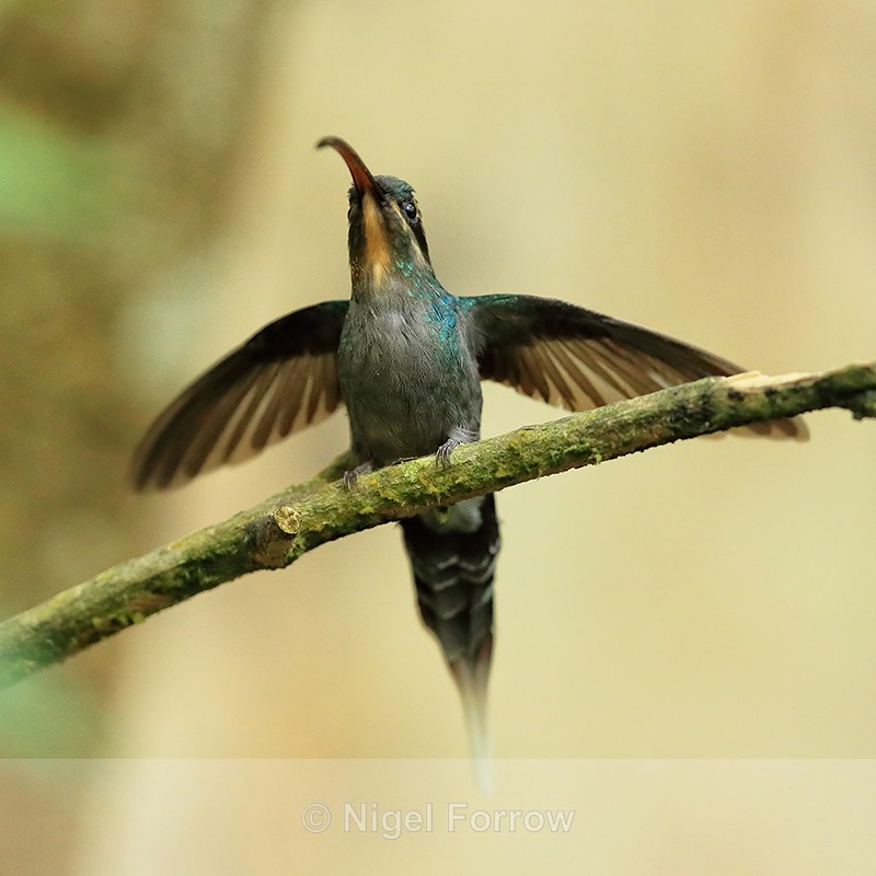 Green Hermit (female), wings spread, Costa Rica - Green Hermit