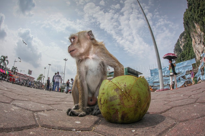 Long Tail Macaque eating a coconut in an urban environment in Malaysia - Urban Wildlife, Kuala Lumpur - Malaysia