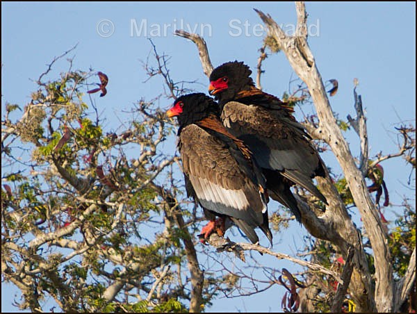 Bateleur eagles - Kenya, Tsavo East