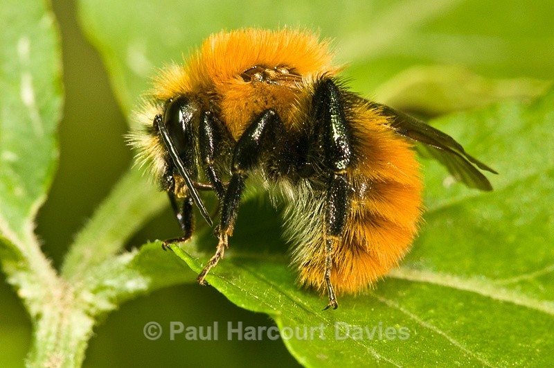  - Bugs: Macro insects