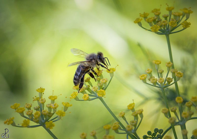 Macro photography by Diana Uzun