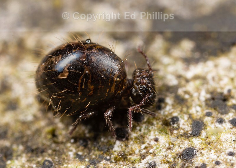 Allacma fusca