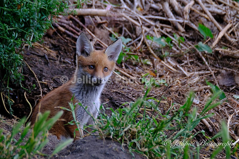  - Wildlife and Nature