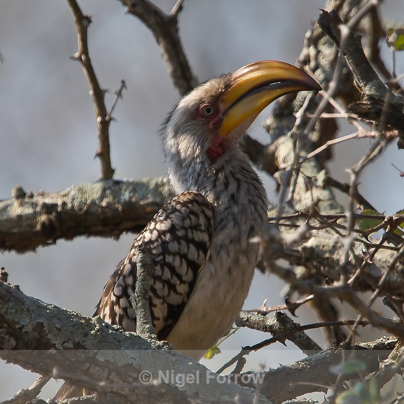 Southern Yellow-billed Hornbill perched in a tree - Southern Yellow-billed Hornbill