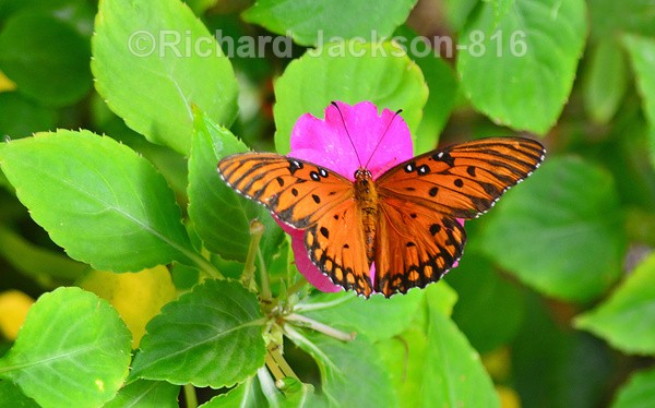Gulf Fritillary - Butterfly Gallery