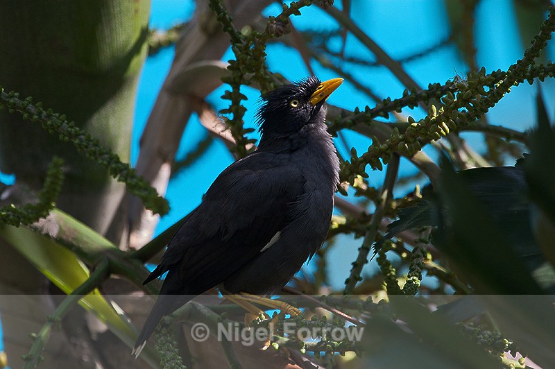 Jungle Myna perched in a tree - Jungle Myna