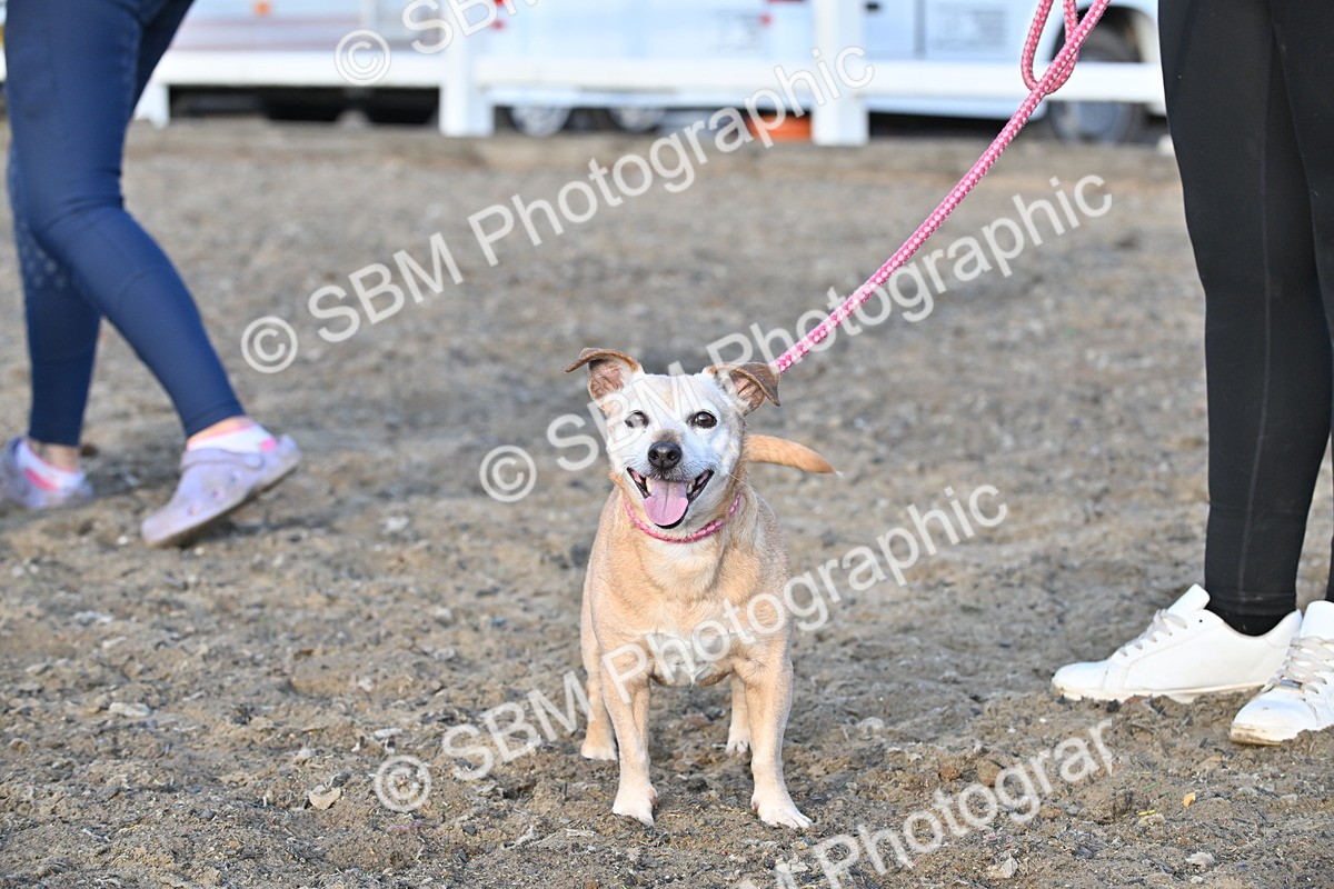 SBM_09488 - Lorry Dogs