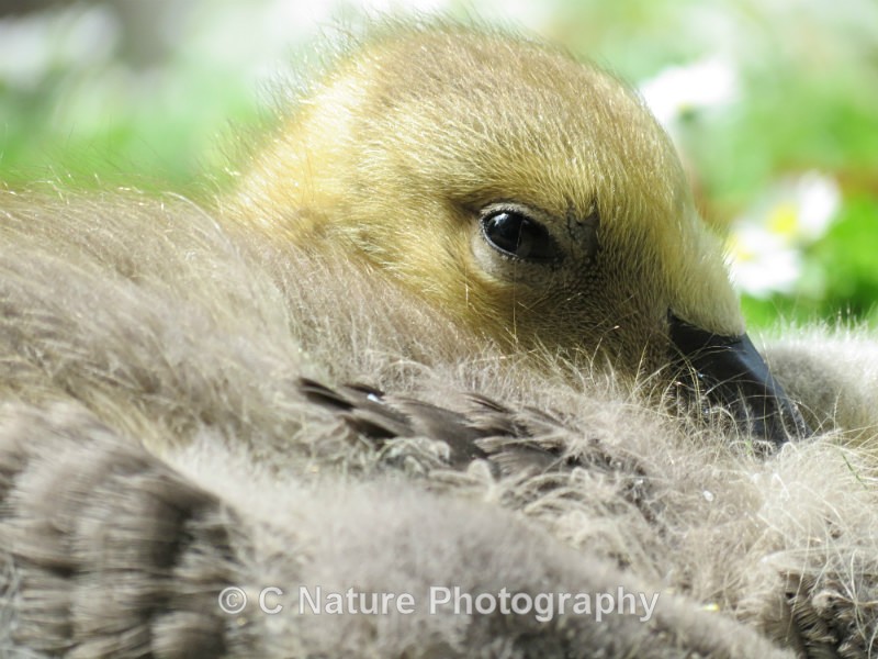 Gosling - Birds