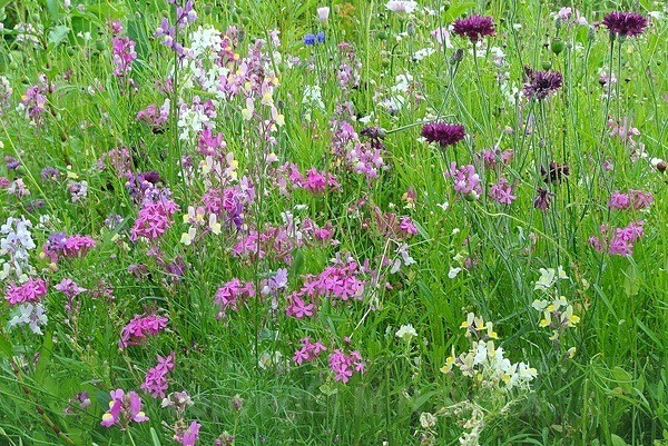 Cornflowers In The Wild - LANDSCAPES & TREES