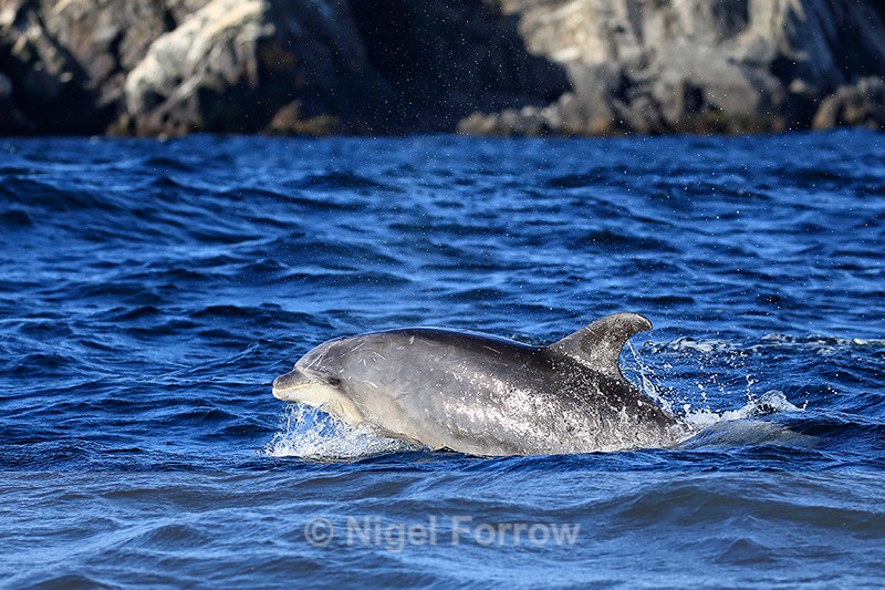 Bottlenose Dolphin surfaces, Chanaral Island, Chile - Dolphin