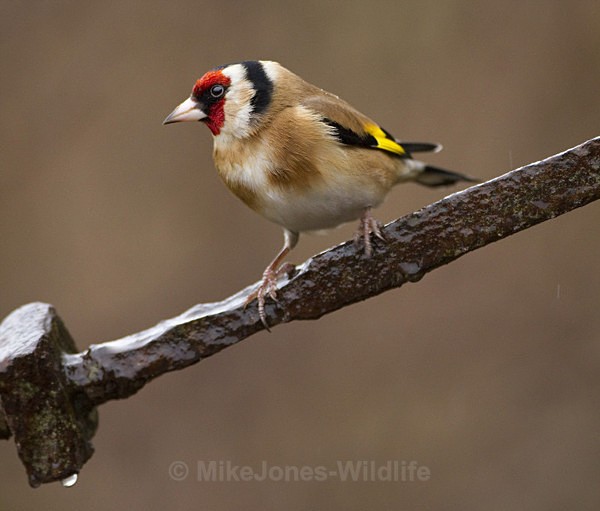 GOLDFINCH REF GOLD 5 - THE GOLDFINCH