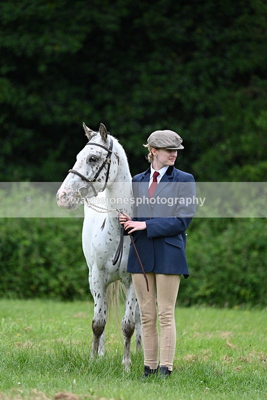 WJ7_4516 - Class 14B Prettiest Mare
