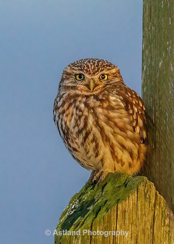 Astland Photography, Bird and Wildlife Images, Susan and Peter Wilson, U.K.