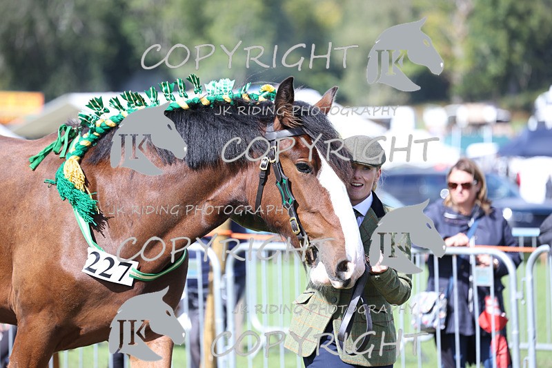 APP_3205 - Class 3 Youngstock