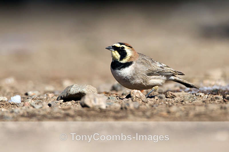 Atlas Horned Lark - Foreign Selection