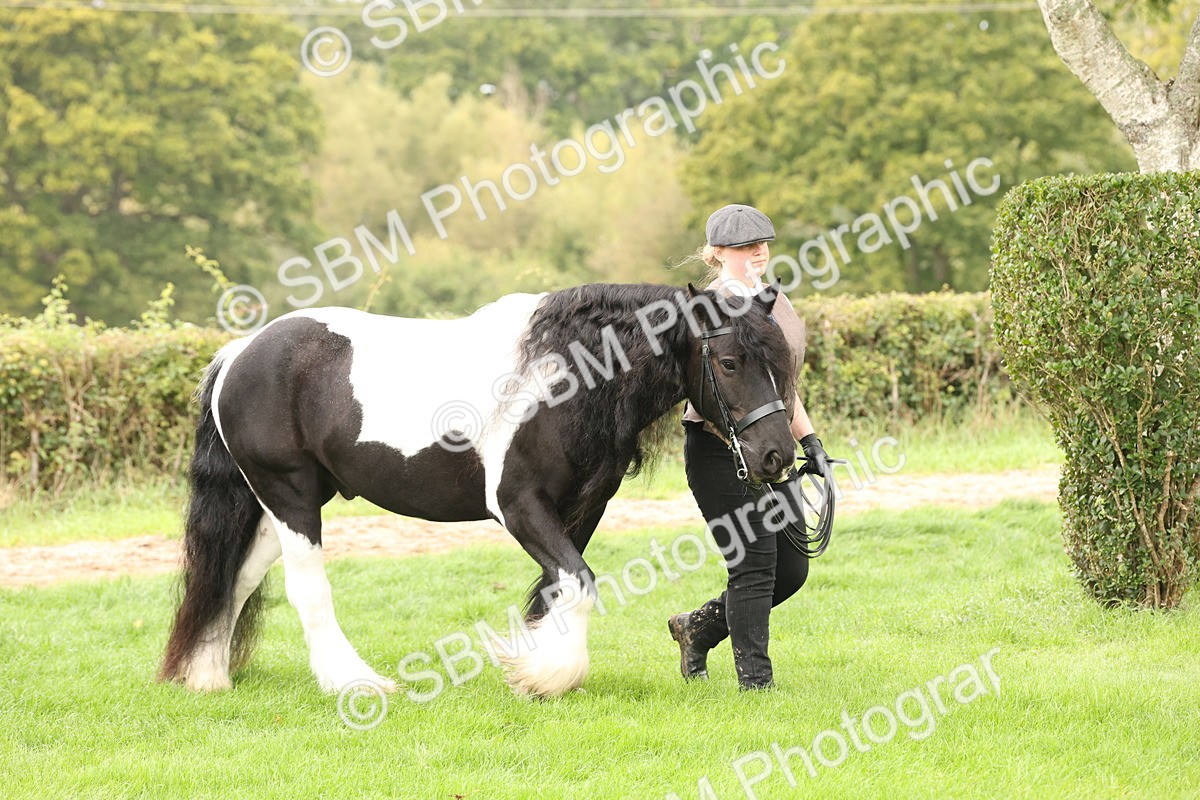 SBM_59208 - S57 - Traditional Cob In Hand