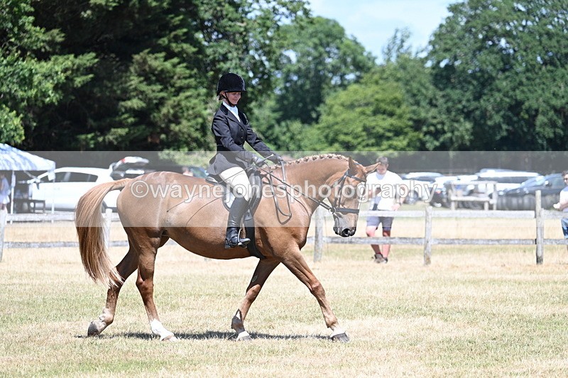 WJ7_2982 - Class 7 Riding Club Show Horse