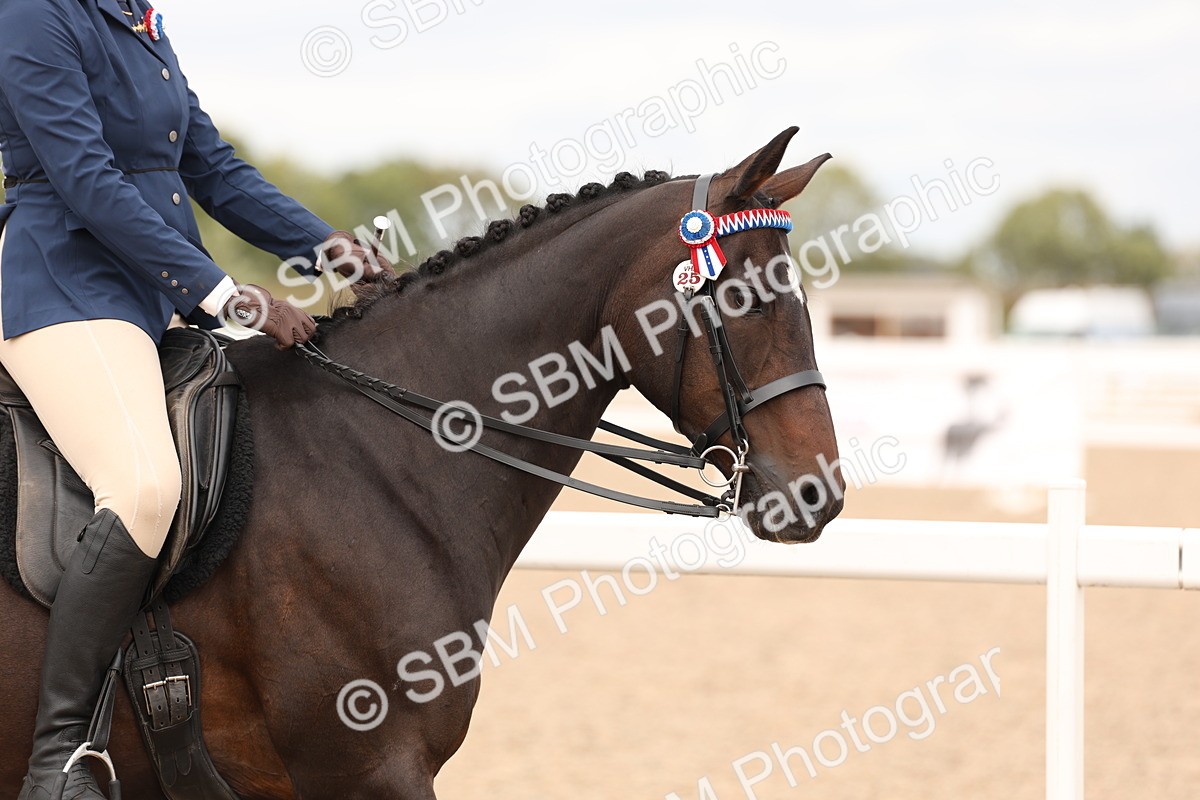 SBM_17297 - Class 214 - Ridden Hack Riding Horse