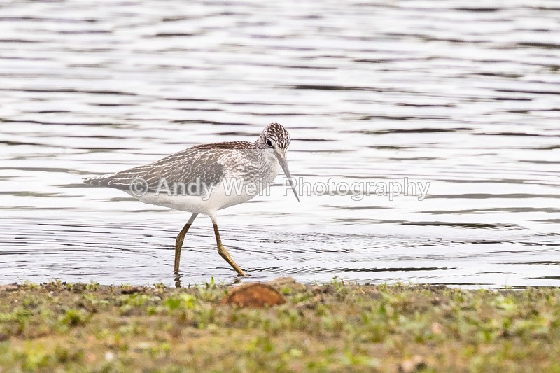 20160906-8E0A8838 - Other Waders