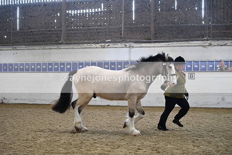 WJ5_4505 - Class 3 Part Bred In hand