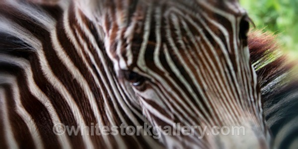 Zebra - Wildlife and Animals