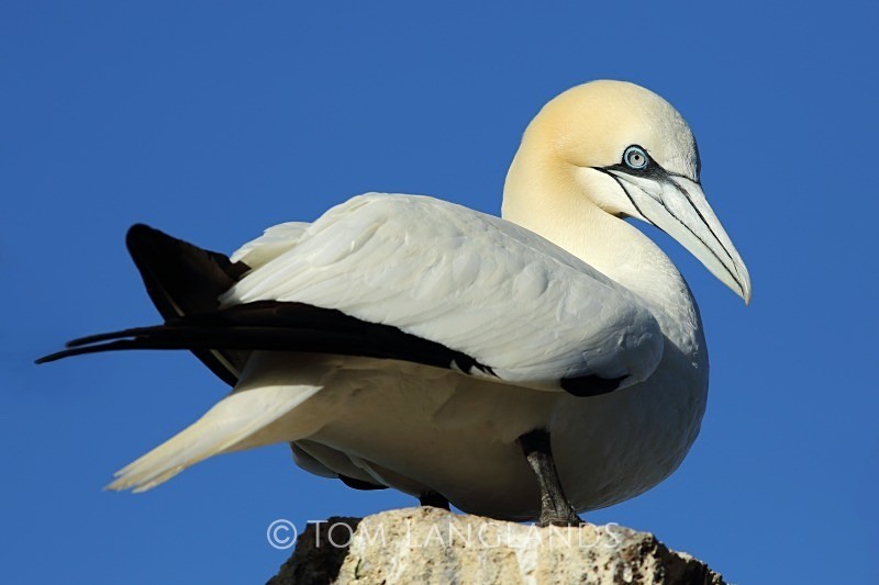 Northern Gannet - Gannets and Puffins